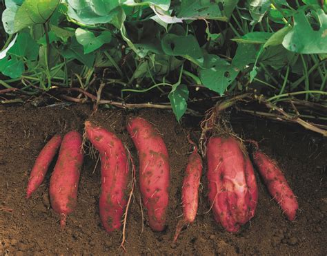 Planting Sweet Potatoes In Late Spring The Washington Post
