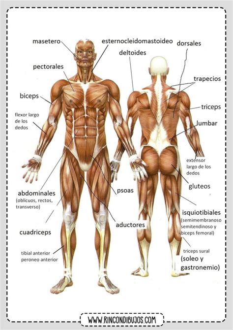 Fichas De Los Musculos Del Cuerpo Humano Musculos