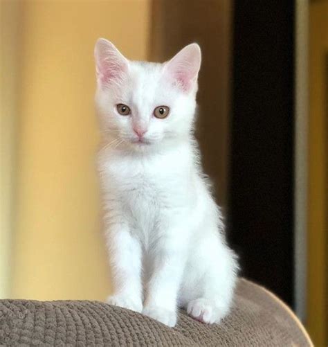 This is especially popular when looking at famous cats, take salem from sabrina female cat names. 150 Best Names for White Cats (With images) | Cat pet ...