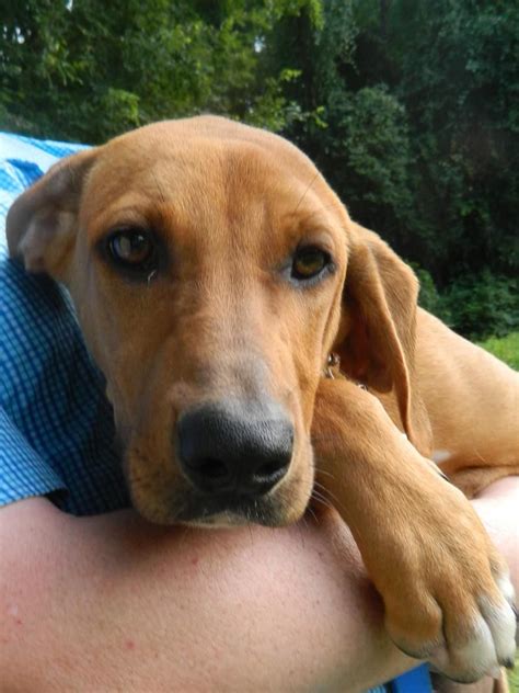 Adopt Sally On Redbone Coonhound Hound Dog Dog Names