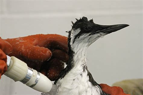 International Bird Rescue Every Bird Matters 2013 January
