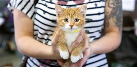 Some other cat adoption tips for the first month i also let them approach each other through a closed door for a couple of days before fully allowing them to meet. Shelters That Take Cats Near Me - petfinder