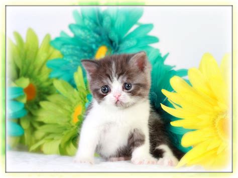 Short hair persian cat for sale. Exotic Short Hair Teacup Kitten For Sale | Kittens For ...