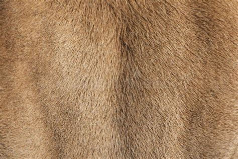 Cow S Fur Texture Of A Brown Cow Stock Image Image Of Skin Pattern