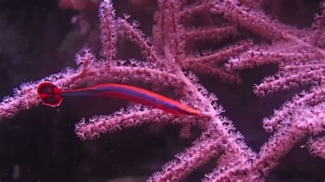 Bluestripe Pipefish Doryrhamphus Excisus In A Reef Aquarium Youtube