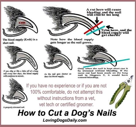 How Often Should Dogs Nails Be Trimmed