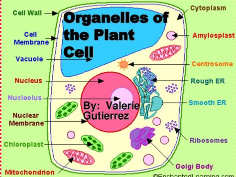 Organelles of the Plant Cell pic 1 : Biological Science Picture
