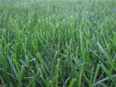 Overseeding the whole thing to produce a thicker lawn or just to introduce more desirable. How To Identify Northern Virginia Grass Types