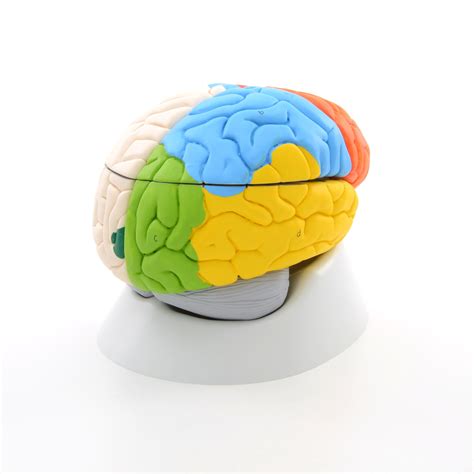 Neuro Anatomical Brain 8 Part C22 Anatomical Parts And Charts