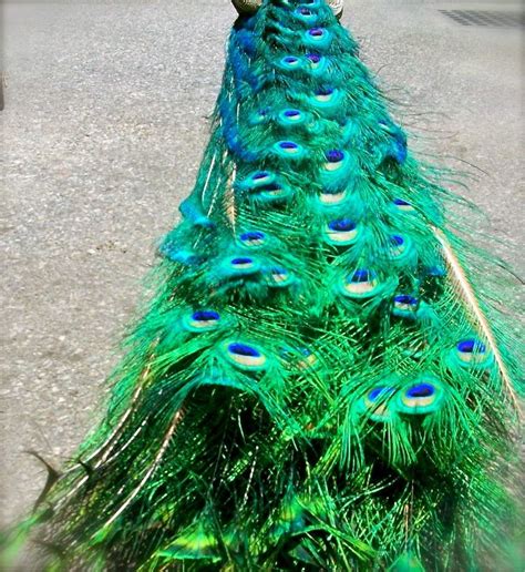 Peacock Peacock Peacock Feathers Teal