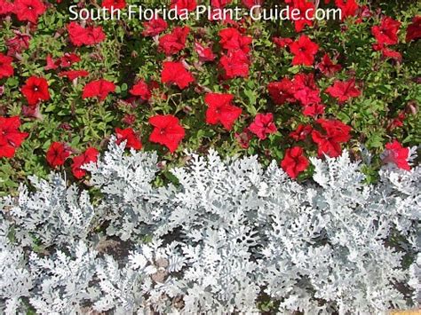 Winter Annual Flowers In Florida 16 Best Winter Flowers Prettiest