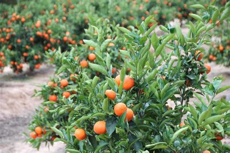 How To Grow Oranges From Seed To Harvest Check How This Guide Helps