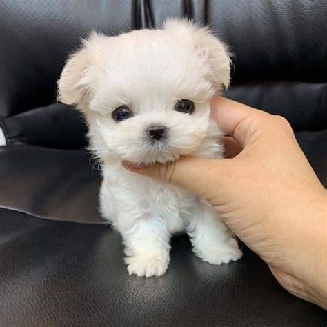 Gorgeous Teacup Maltese Puppies Dogs For Sale Price