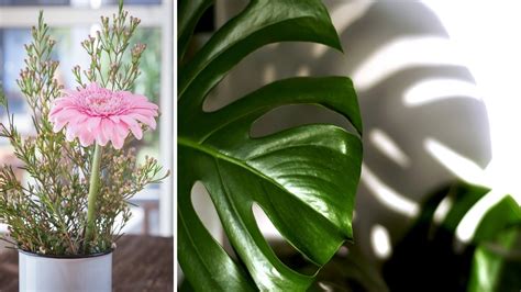 Le piante autunnali da interno includono sia sempreverdi che fiori tipici di questa stagione come i crisantemi. Piante da interno che purificano l'aria in casa - La ...