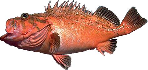 Bronzespotted Rockfish Recfin