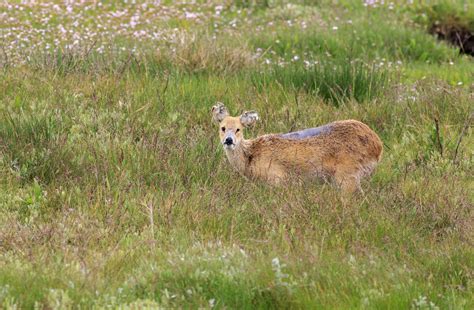 Where To Stalk The Deer Of The British Isles Gunsonpegs Writes On
