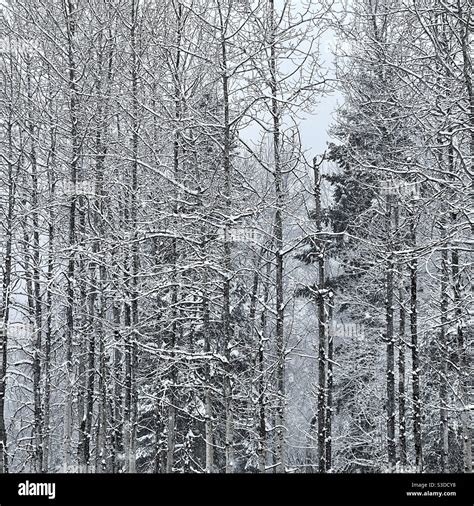 Aspen Trees In The Snow Stock Photo Alamy