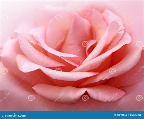 Tender Rose Royalty Free Stock Photo Image 23094855