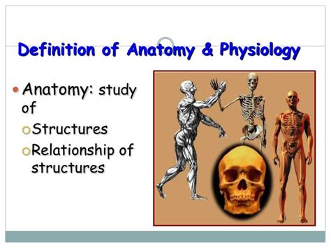 Ppt Organization Of The Human Body Powerpoint Presentation Id7091186