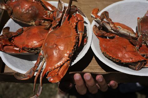 Why Chesapeake Bay Crabs Still Cost A Fortune The Washington Post