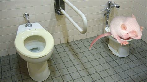 Why Do Sick Bodies Turn Poop Into Diarrhea