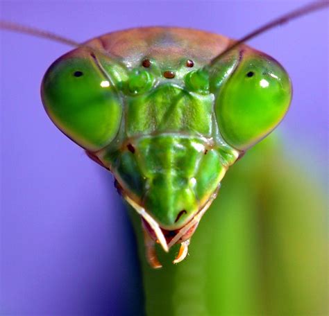 Praying Mantis Unknown Photograph Foto Macro Insect Collection