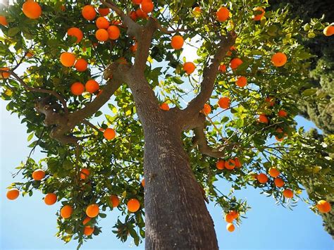 Des Oranges Bûche Tribu Tronc Doranger Fruit Oranger Orange