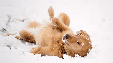 Dogs In The Snow Wallpaper Wallpapersafari
