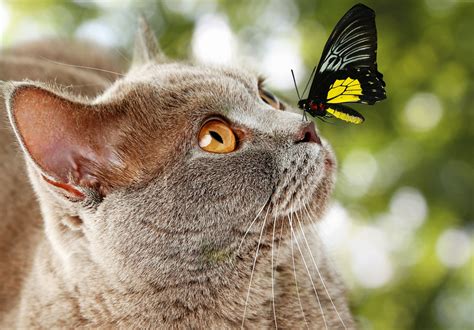 Butterfly Sitting On Cats Nose 5k Retina Ultra Hd