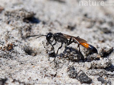 Nature Picture Library Heath Sand Wasp Ammophila Pubescens