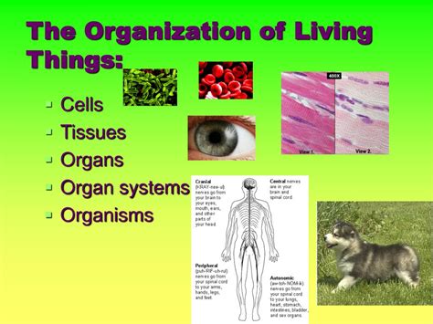Ppt The Organization Of Life Powerpoint Presentation Free Download