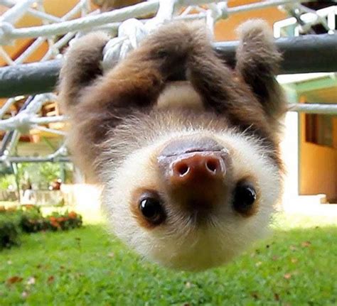 Adorable Sloth So Cute Schattige Babydieren Grappige