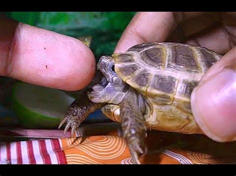 Snapping turtle tries to bite hand that feeds him. Baby turtle bites! Cute tortoise - YouTube