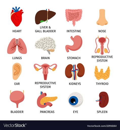 Body Anatomy Organs Human Body Organs Human Body Anatomy Human Body