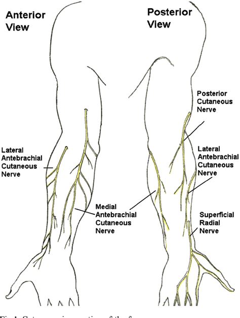 Medial Cutaneous Nerve Of Forearm Captions Editor