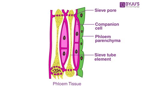 Diagram Of Phloem Tissue
