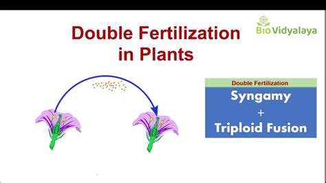 Double Fertilization In Plants Double Fertilization In Flowering