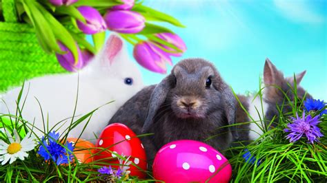 Download von bilder ostern kostenlos auf shareware.de. HD Hintergrundbilder kaninchen ostern eier tulpen, desktop hintergrund