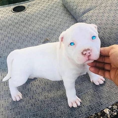 White Blue Eyed Pitbull Puppy