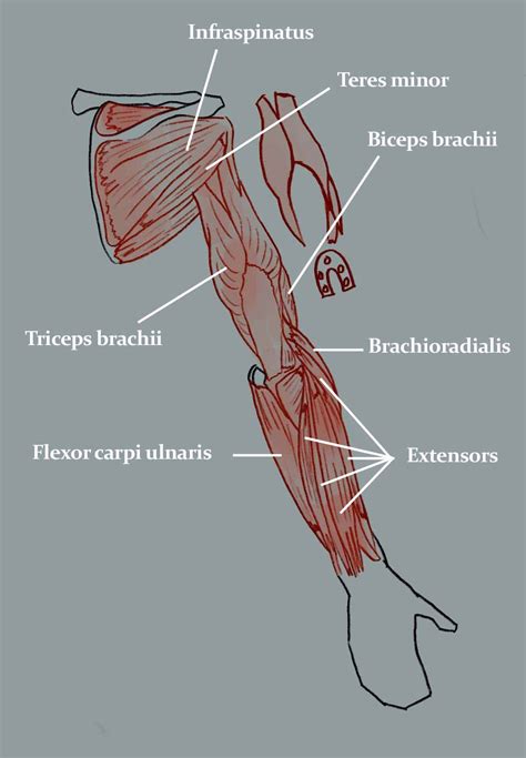 Map Of Arm Muscles Hüfte Muscle Trainer Arm Bein Hüfte Bauch