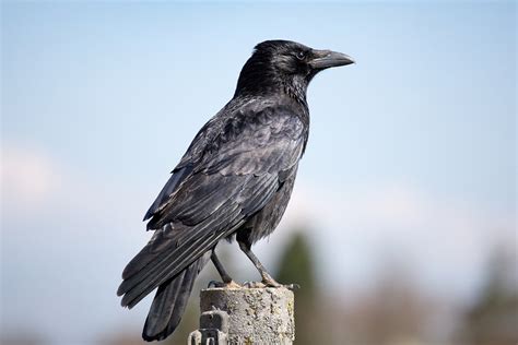Beli burung gagak hitam online berkualitas dengan harga murah terbaru 2021 di tokopedia! Gambar Burung Gagak - Gambar Burung