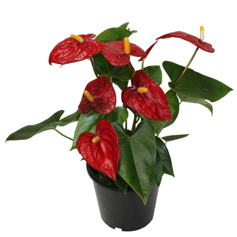 Anthurium, Langue-de-feu – Jardineries Botanix
