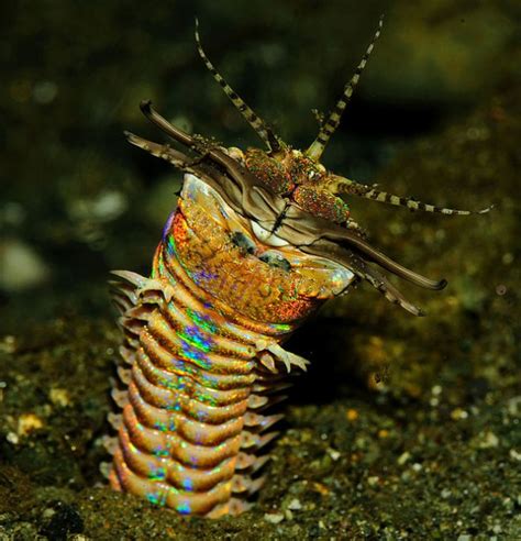 Absurd Creature Of The Week 10 Foot Bobbit Worm Is The Oceans Most