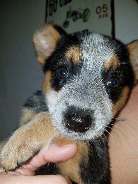 We're not an australian cattle dog rescue. Austrailian Blue Heeler Puppies For Sale | Grafton, OH #264804