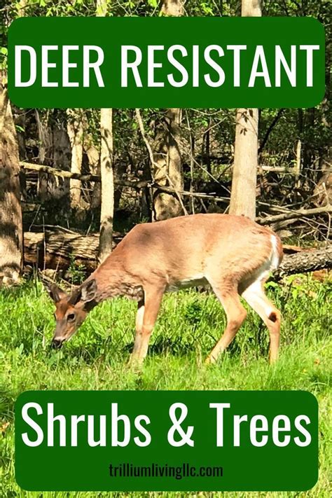 Easy To Grow Deer Resistant Shrubs And Trees Trillium Living Deer