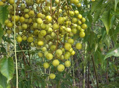 Chinaberry tree (bakayan tree) in ayurveda. Nature at University of Incarnate the Word