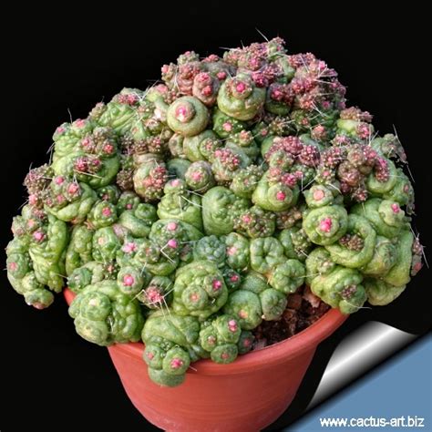 How is the ceremony?| can you eat san pedro cactus raw? Mammillaria bocasana cv Fred
