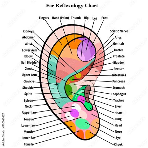 Ear Reflexology Chart Ear Mapping With The Description Of The