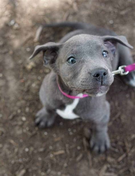 Grey Pitbull Puppies Puppy And Pets