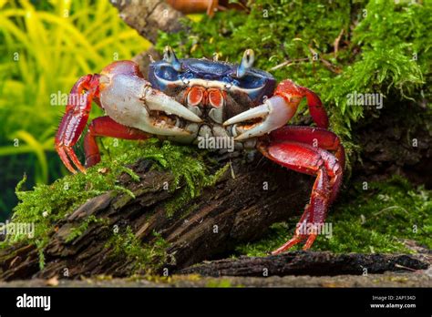 Rainbow Crab Cardisoma Armatum On A Mossy Log Stock Photo Alamy